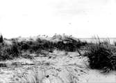fiskmås, Larus Canus på klagomuren. 29 Juni 1946