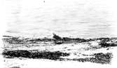 fiskmås, Larus Canus. 18 Juni 1919