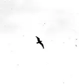 fiskmås, Larus Canus