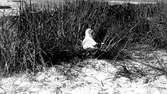 fiskmås, Larus Canus vid boet. 10 Juni 1917