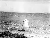 fiskmås, Larus Canus. 1919
