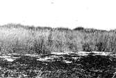 fiskmås,, Larus Canus uppe på krönet. 20 Juni 1922
