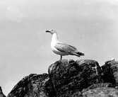 Gråtrut, Larus Argentatus