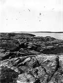 Gråtrut, Larus Argentatus