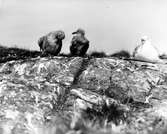 Gråtrut, Larus Argentatus