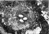 Bo av gråtrut, Larus Argentatus, 11 juni 1914