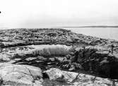 Biotop gråtrut, Larus Argentatus 7 maj 1937