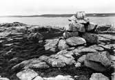 Biotop gråtrut, Larus Argentatus 7 maj 1937