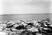 Gråtrut, Larus Argentatus På strömlinje i sundet mellan Orskär Hallandsväderö och fastlandet. 7  Juli 1934