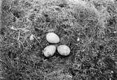 Bo av gråtrut, Larus Argentatus, 7 maj 1937