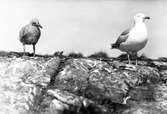 Gråtrut, Larus Argentatus Gråtrutsmodern sover, ungen undrar