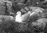 Gråtrut, Larus Argentatus ligger i boet