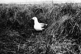 Gråtrut, Larus Argentatus, på bo. Den ene av förälddraparet på halmen