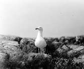 Gråtrut, Larus Argentatus