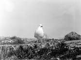 Gråtrut, Larus Argentatus, med unge under sig