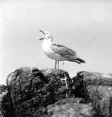 Gråtrut, Larus Argentatus, som gäspar
