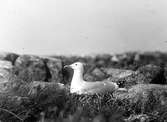 Gråtrut, Larus Argentatus, 3 maj 1920