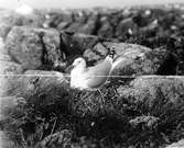 Gråtrut, Larus Argentatus, ruvande