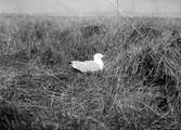 Gråtrut, Larus Argentatus i boet, 30 maj 1909. Honan av första måklapp-paret