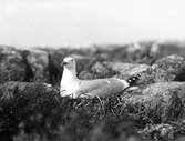 Gråtrut, Larus Argentatus ligger i boet