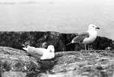 Gråtrut, Larus Argentatus, ett gråtrutspar honan ligger i boet