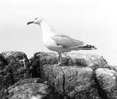 Gråtrut, Larus Argentatus