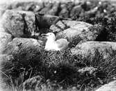 Gråtrut, Larus Argentatus i bo