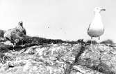 Gråtrut, Larus Argentatus med nära vuxna ungar