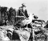 Gråtrut, Larus Argentatus, gammal och ung