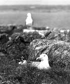 Gråtrut, Larus Argentatus