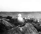 Gråtrut, Larus Argentatus