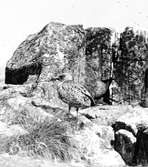 Gråtrut, Larus Argentatus, årsunge, 1933