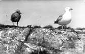Gråtrut, Larus Argentatus Gråtrut med unge Eftertänksam. 1933