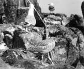 Gråtrut, Larus Argentatus,
