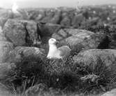 Gråtrut, Larus Argentatus, ruvar