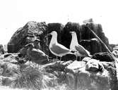 Gråtrut, Larus Argentatus