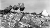 Gråtrut, Larus Argentatus med ungar sover de? 1933