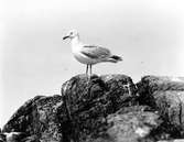 Gråtrut, Larus Argentatus