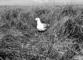 Gråtrut, Larus Argentatus, den första gråtruten på Kläppen, 30 maj 1909