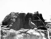 Gråtrut, Larus Argentatus, unge