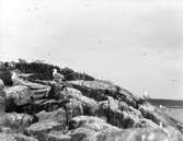 Gråtrut, Larus Argentatus 4 Juli 1934