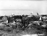 Gråtrut, Larus Argentatus
