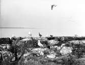 Gråtrut, Larus Argentatus, gamla och unga