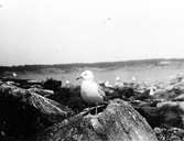 Gråtrut, Larus Argentatus,