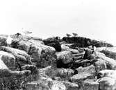 Gråtrut, Larus Argentatus