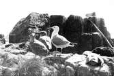 Gråtrut, Larus Argentatus, med vuxna ungar, 1933