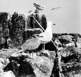 Gråtrut, Larus Argentatus, familj med gammal och ung, 1933