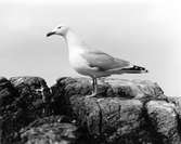 Gråtrut, Larus Argentatus