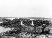 Gråtrut, Larus Argentatus, Parti av Orskär med en stor samling gråtrutar