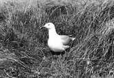 Gråtrut, Larus Argentatus, vid sitt bo. En av de första paret